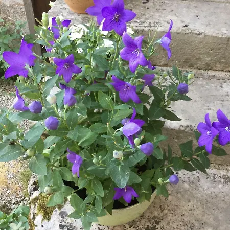 Ombre&fraîcheur Cazals (Lot)