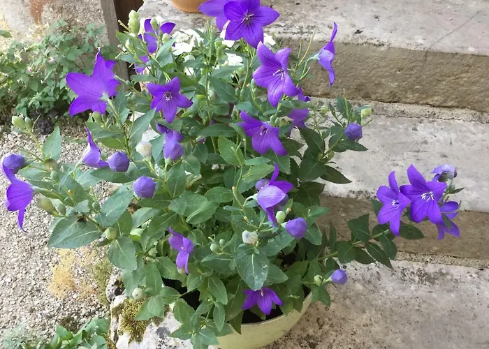 Ombre & Fraicheur Cazals (Lot)